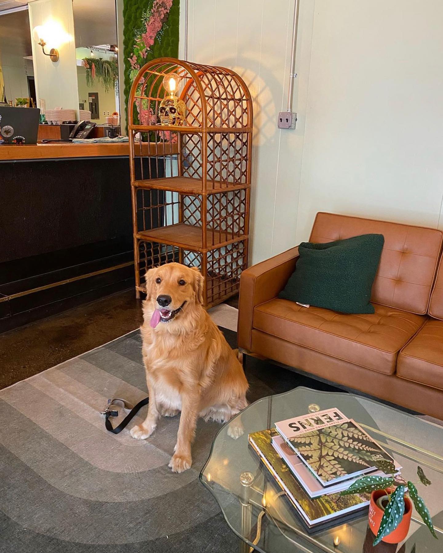 Dog-Friendly